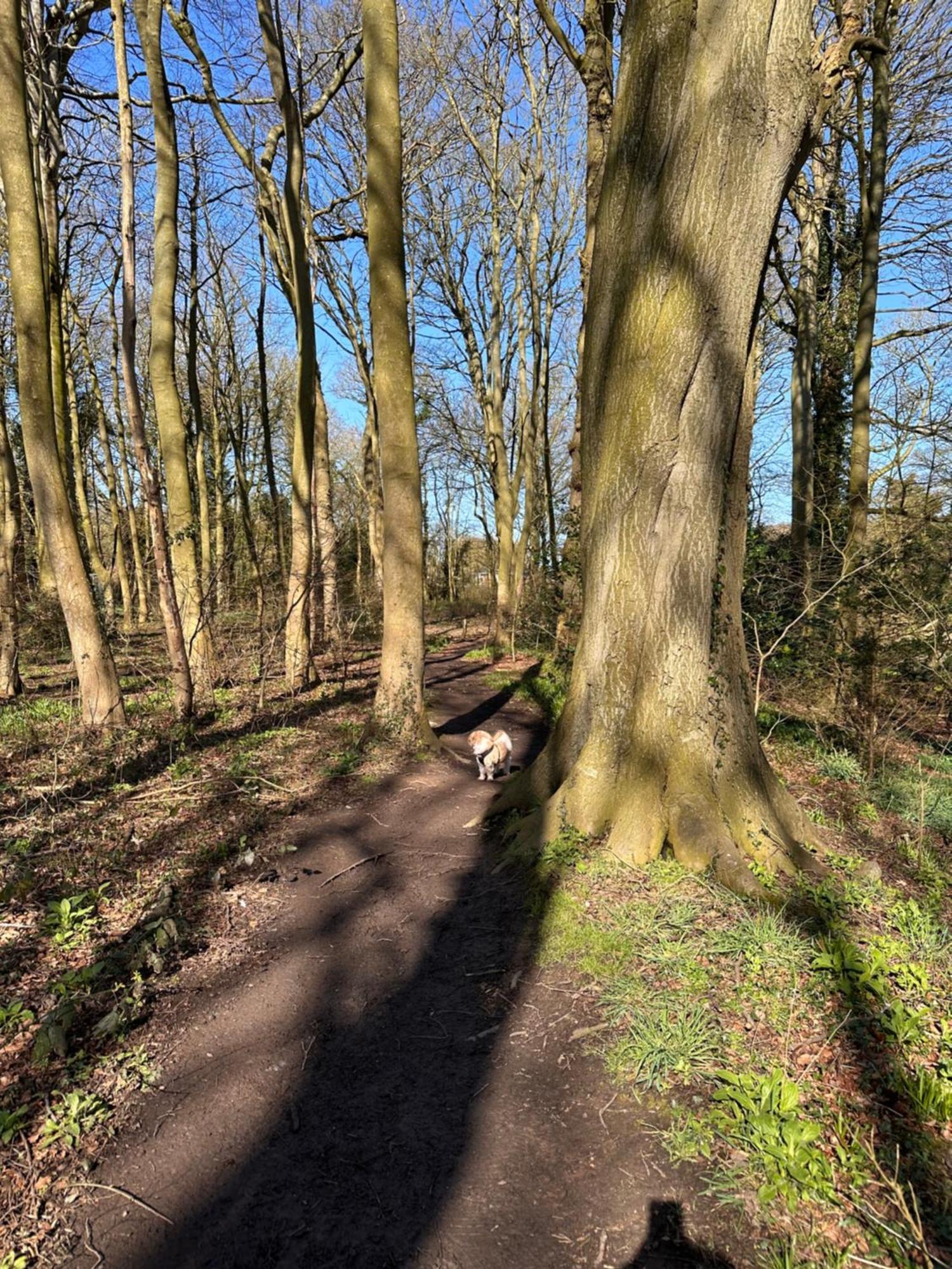 Max'S Woodland Lodge Bridlington Dış mekan fotoğraf